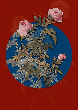 Rose of the Hedges Flower