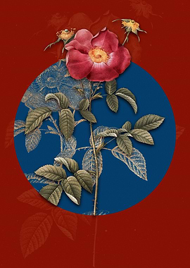 Stapelia Rose Bloomc