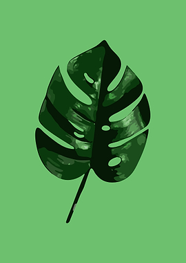 Monstera 3