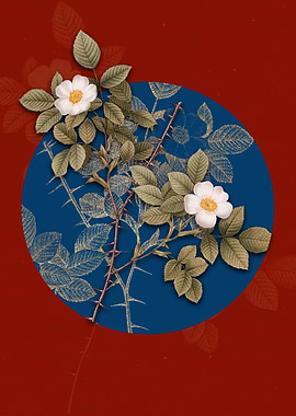 Spiny Leaf Rose of Dematra