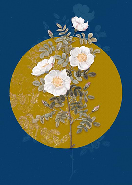 White Burnet Roses Flower