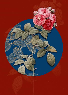 Seven Sisters Roses Flower