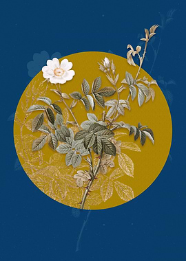 White Downy Rose Flower