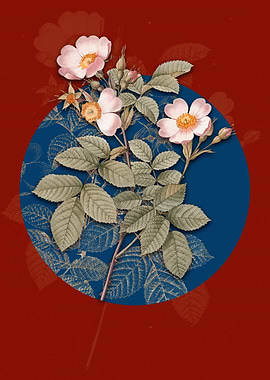 Short Styled Field Rose