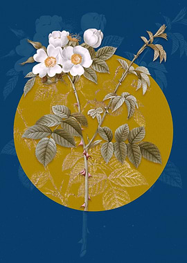 White Flowered Rose Flower