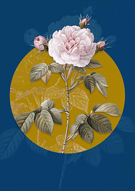 Vintage Rosa Alba Flower