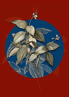 Tradescantia Erecta Flower