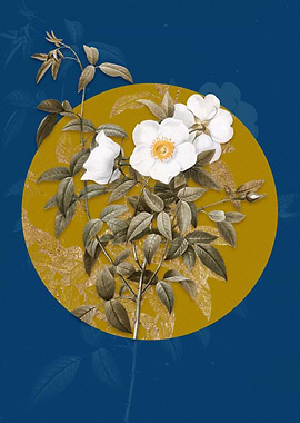 White Rose of Snow Flower