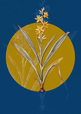 Wachendorfia Thyrsiflora