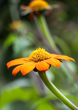 Yellow Coneflower