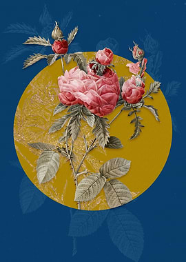 Vintage Cabbage Rose