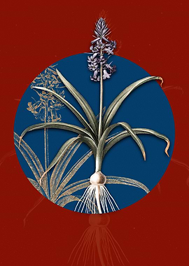 Scilla Patula Flower