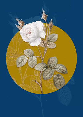 White Misty Rose Flower