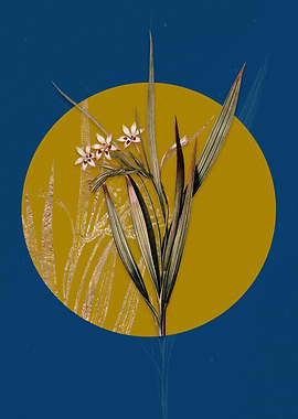 White Baboon Root Flower