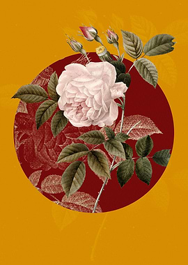 Vintage Rosa Indica Flower