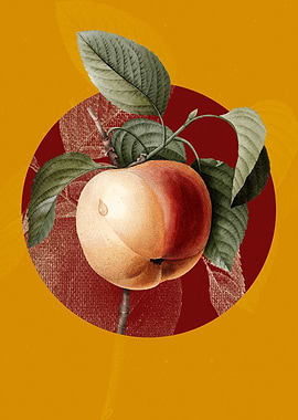 Snow Calville Apple Flower