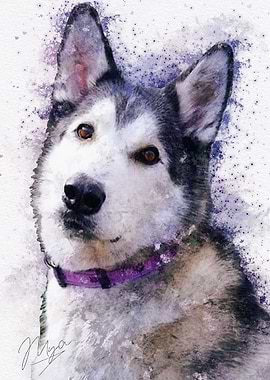 Mya the Husky