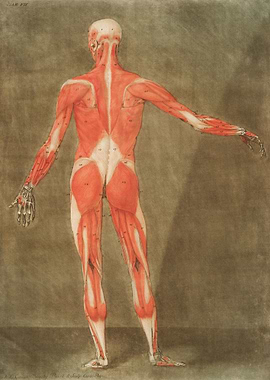 Anatomical Illustration