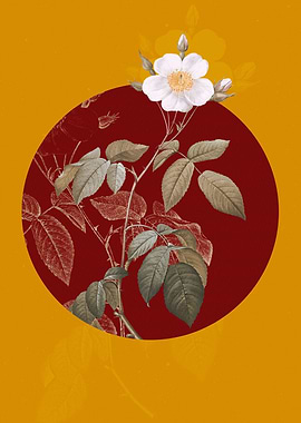 Big Leaved Climbing Rose