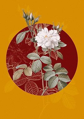 Autumn Damask Rose Flowers