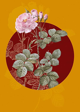 Blooming Damask Rose