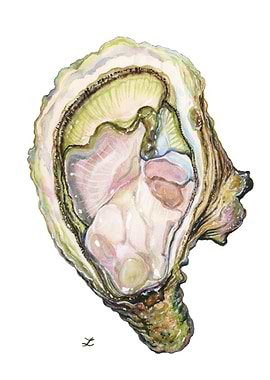 Oyster
