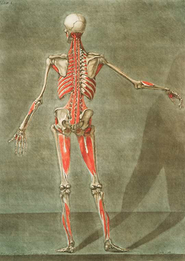Anatomical Illustration