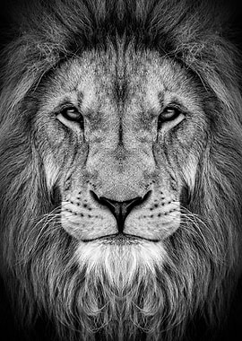 Lion king face poster