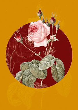 Blooming Cabbage Rose