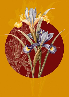 Spanish Iris Flowers