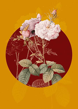 Blooming Damask Rose