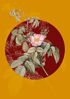 Blooming Apple Rose Flower