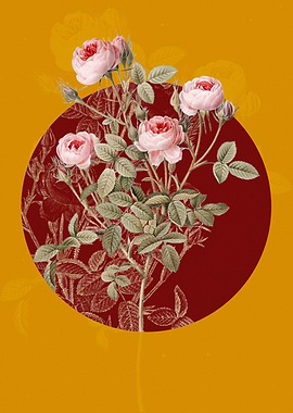 Blooming Burgundian Rose