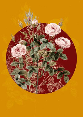 Rosier Pompon Flowers