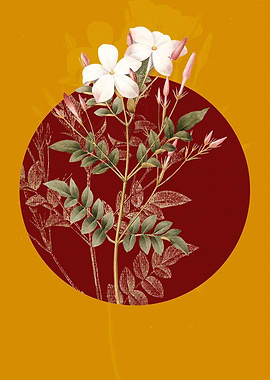 Spanish Jasmine Flowers