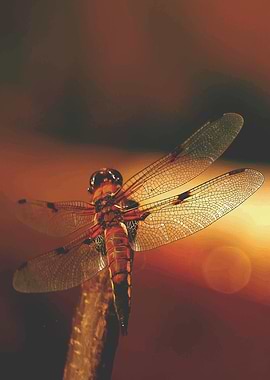 Dragonfly no 3
