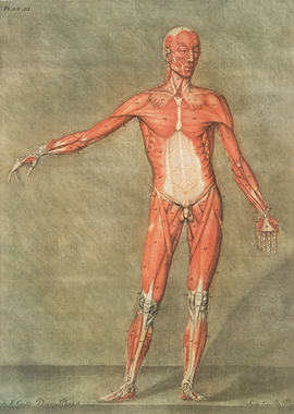 Anatomical Illustration