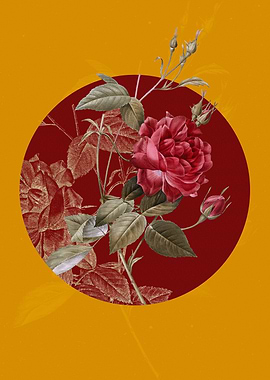 Blood Red Bengal Rose