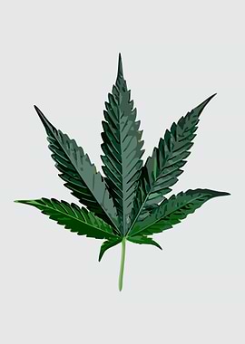 The Cannabis Sativa
