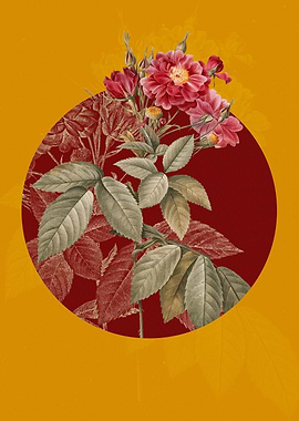 Blooming Boursault Rose