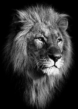 lion king head poster