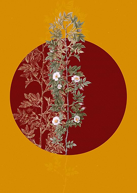 Blooming Cuspidate Rose