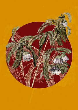 Spaendoncea Tamarandifolia