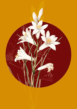 St Brunos Lily Flowers