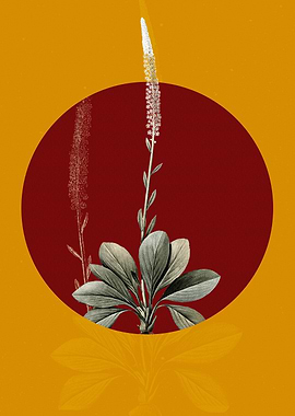 Aged Blazing Star Flower