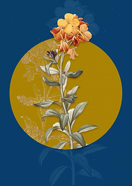 Yellow Wallflower Bloom