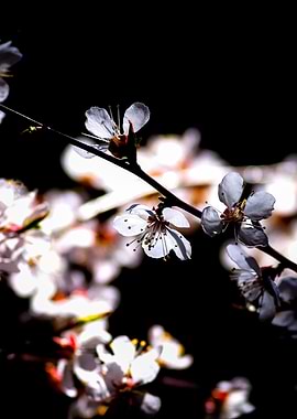 Japanese Apricot Blossoms