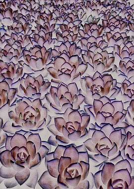 Radioactive Echeveria