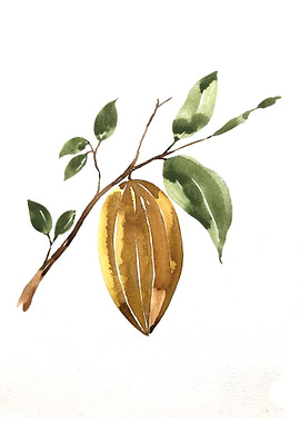 Fruit