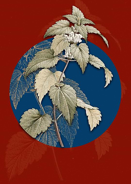White Dead Nettle Plant